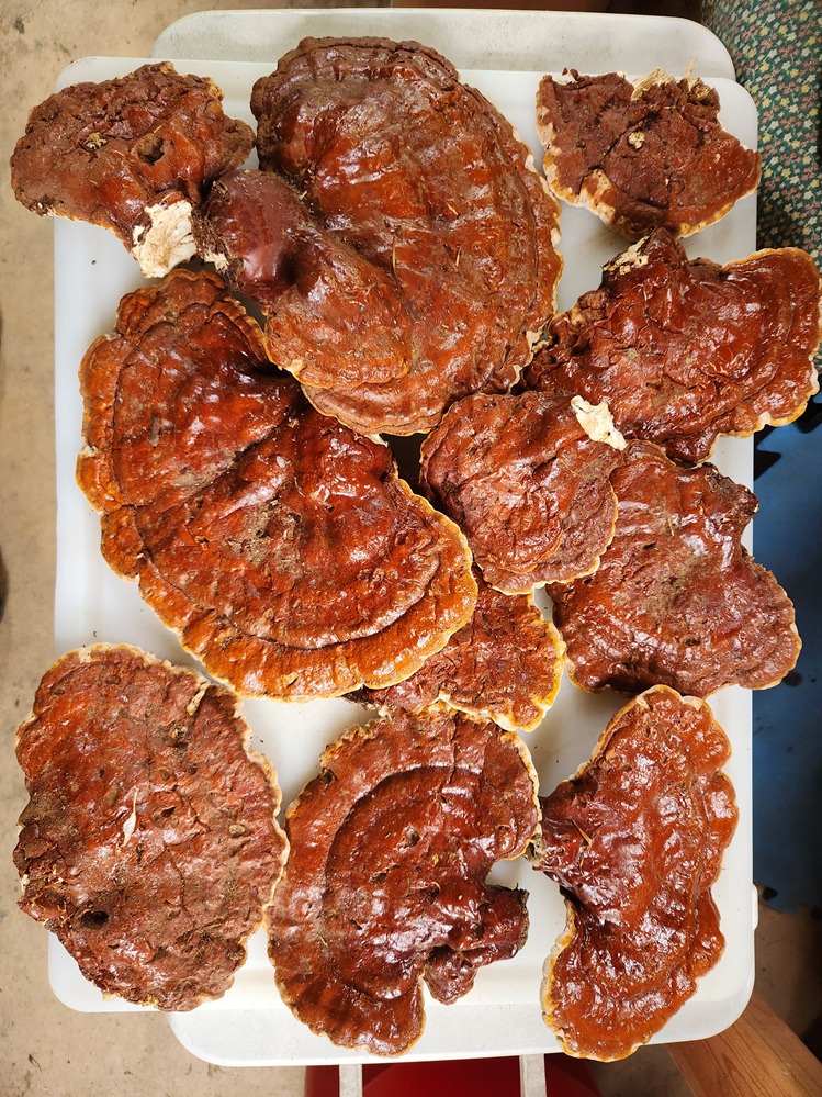 Reishi Mushrooms