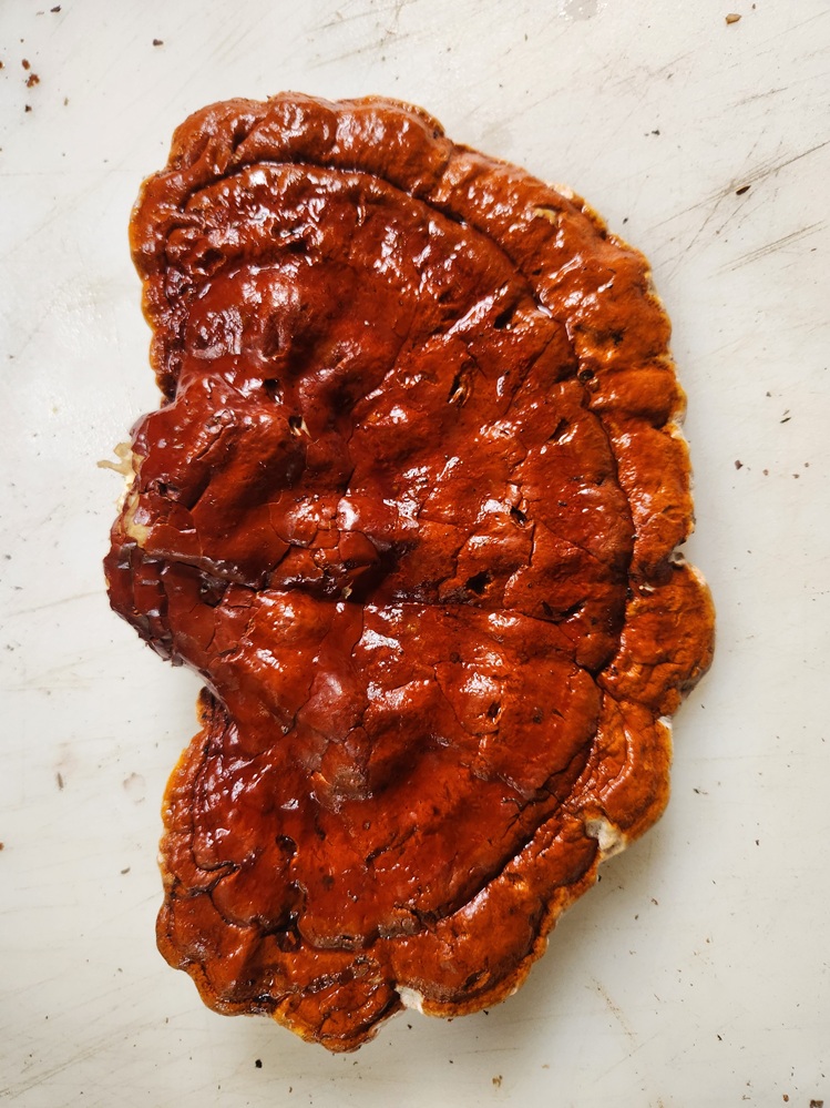 Reishi Mushrooms - Image 2